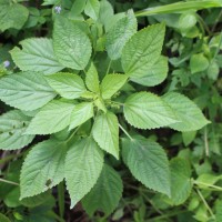 <i>Acalypha lanceolata</i>  Willd.